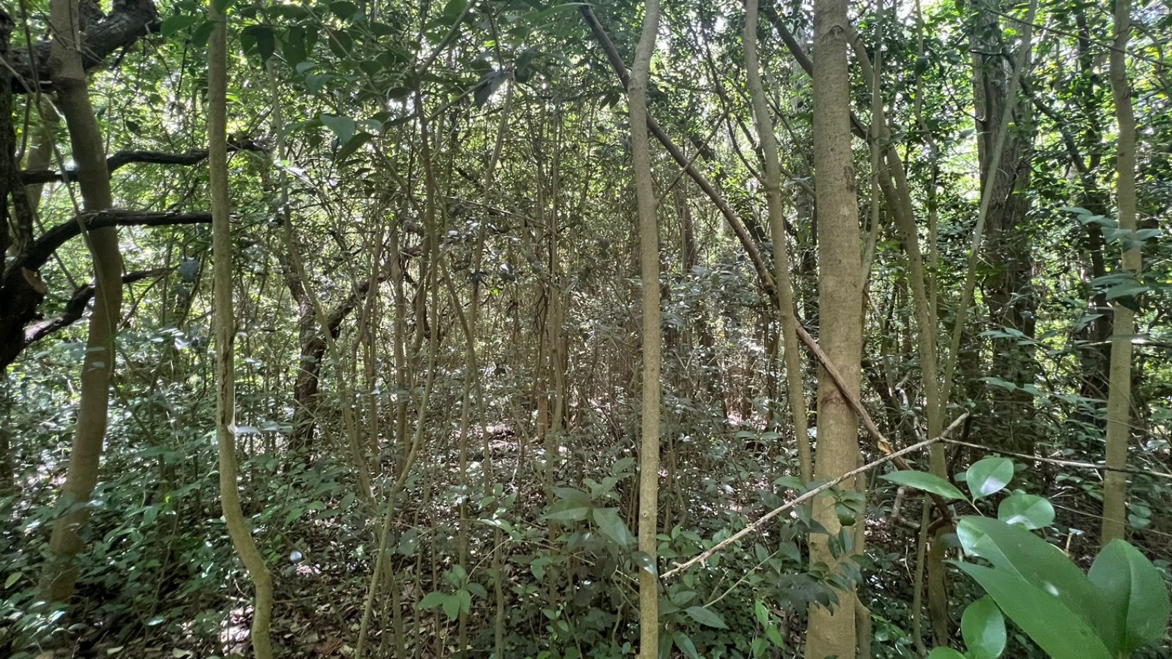 VENTA Lote Arbolado Punta Del Indio T-781
