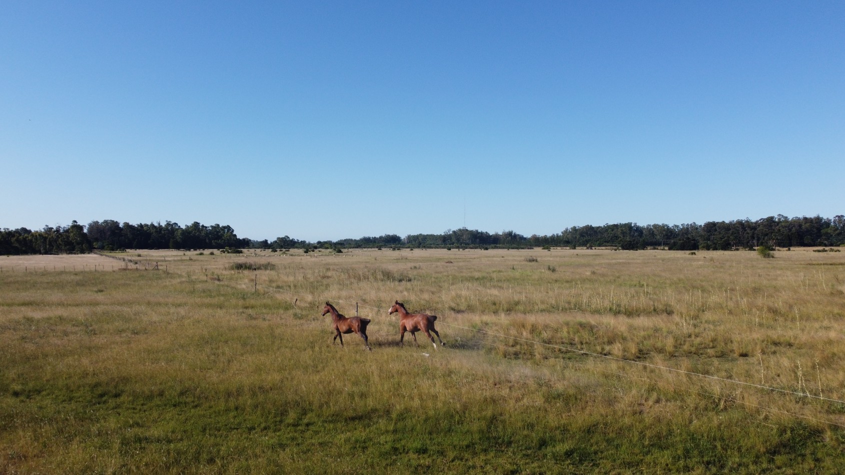 CAMPO - VENTA - FRENTE RUTA - 36 Has (2 Fracciones) En Veronica C-171