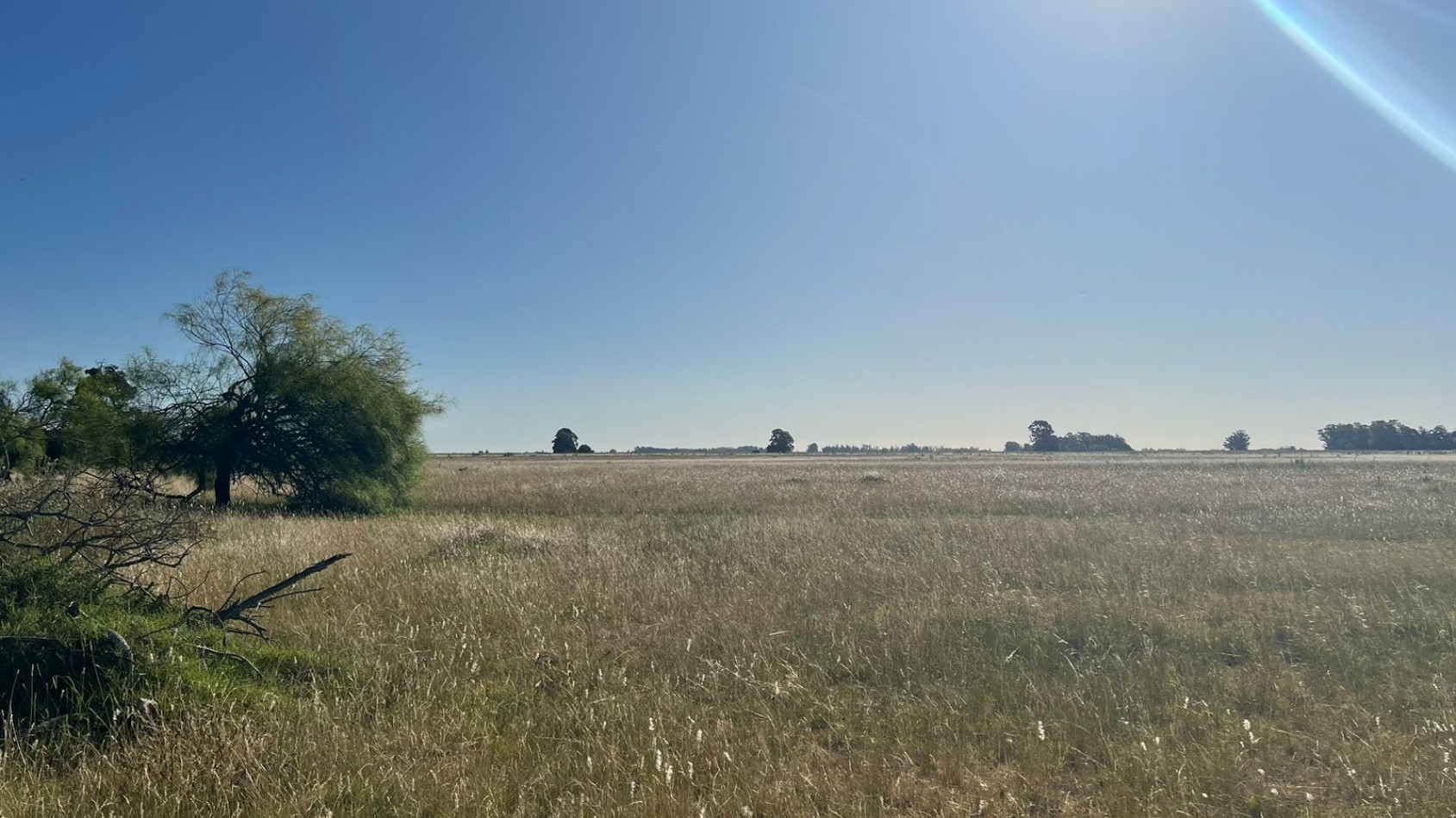 CAMPO - VENTA - FRENTE RUTA - 36 Has (2 Fracciones) En Veronica C-171