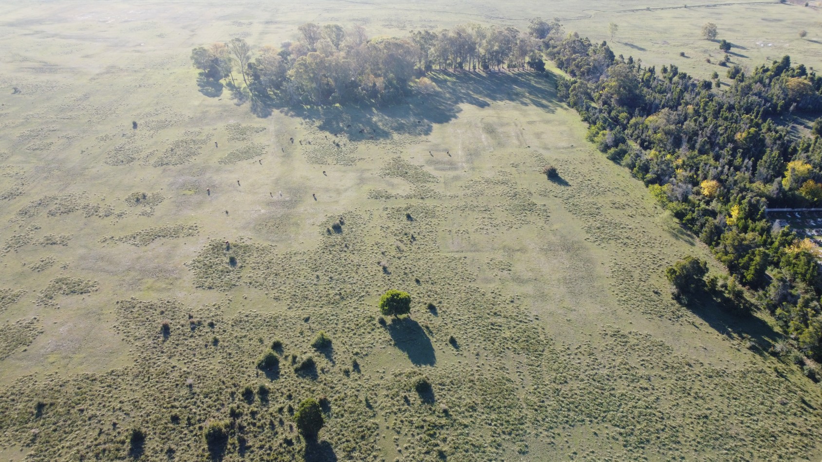 CAMPO - VENTA - FRENTE RUTA - 36 Has (2 Fracciones) En Veronica C-171