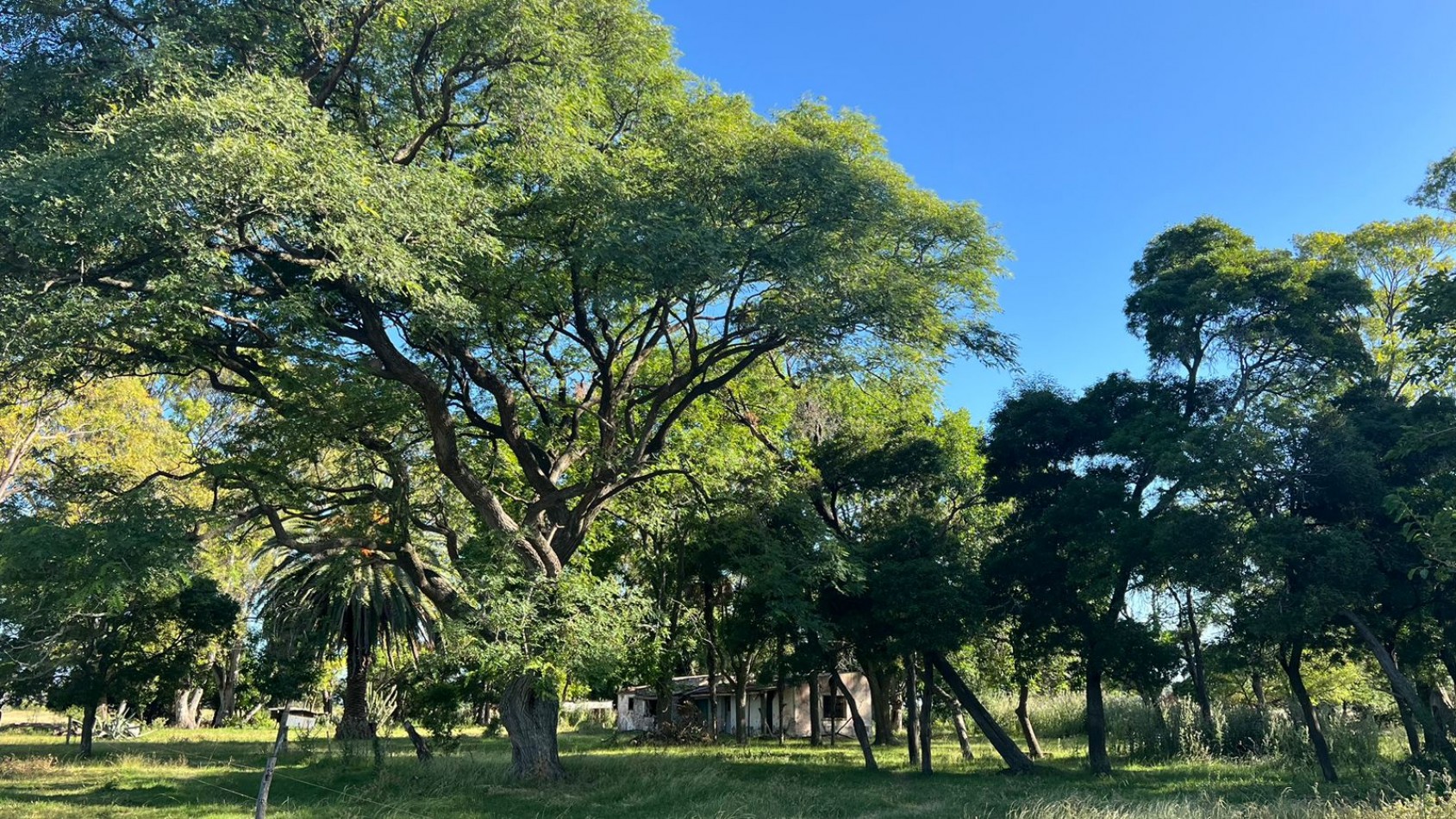 CAMPO - VENTA - FRENTE RUTA - 36 Has (2 Fracciones) En Veronica C-171