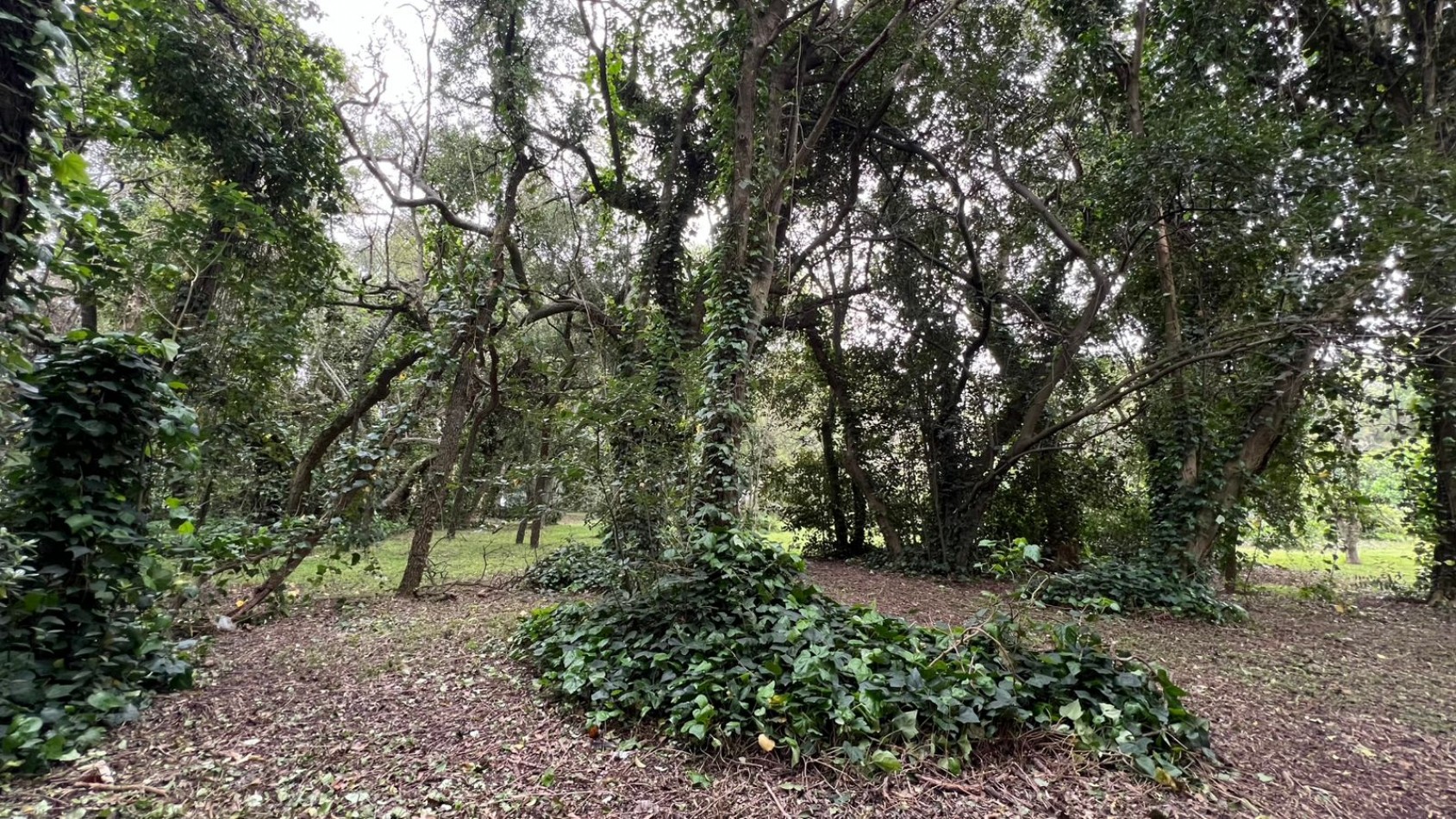 LOTE - VENTA - PUNTA DEL INDIO T-794