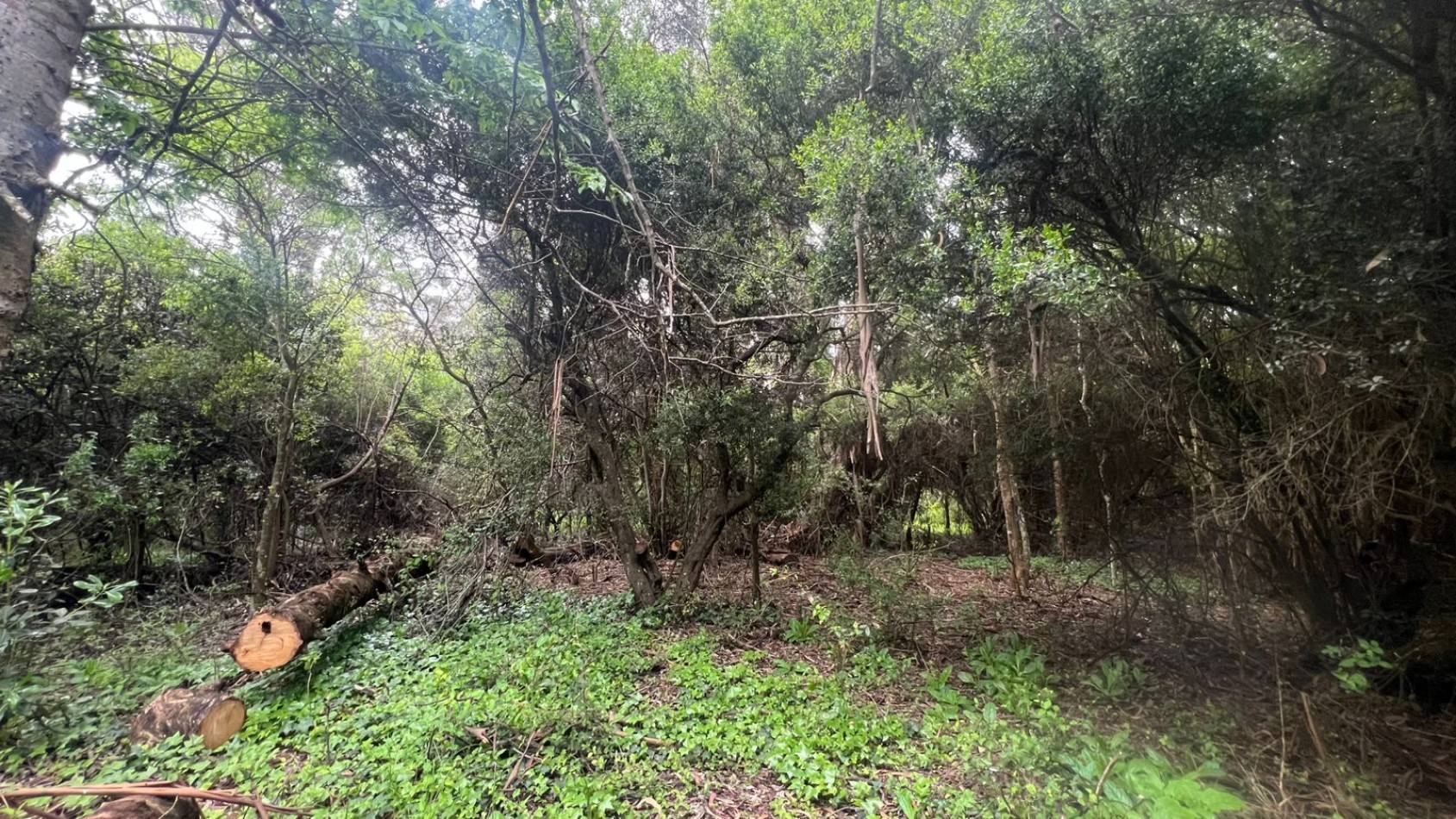 VENTA LOTE 10000M² - 1 HA - PUNTA INDIO