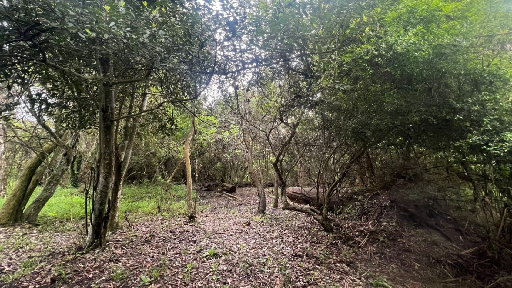 VENTA LOTE 10000M² - 1 HA - PUNTA INDIO